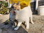 狸花猫