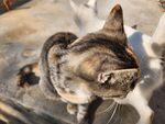 狸花猫