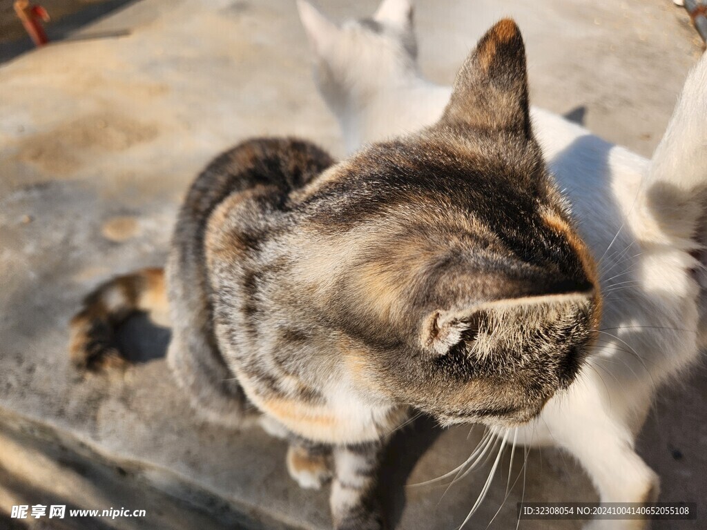 狸花猫