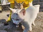 狸花猫