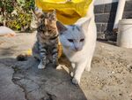 狸花猫