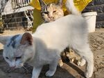 狸花猫