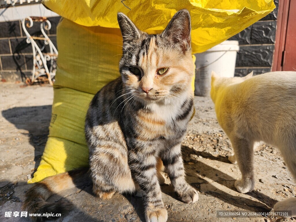 狸花猫