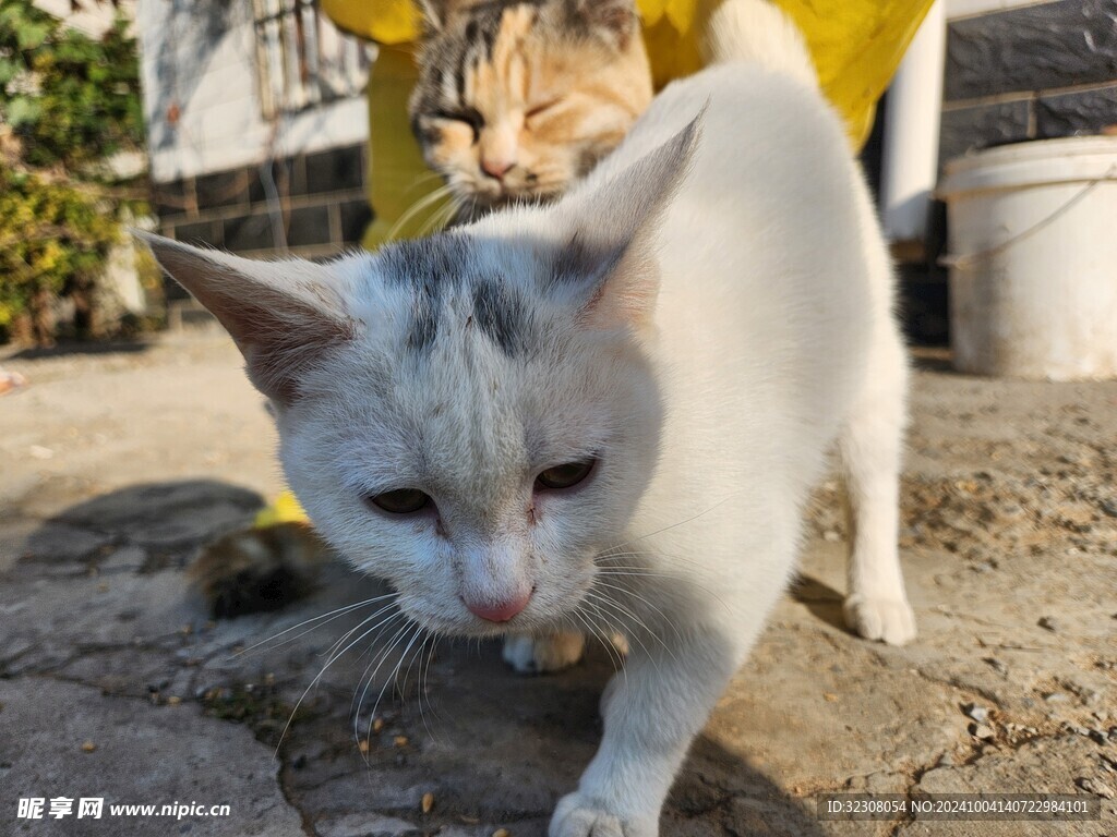 狸花猫