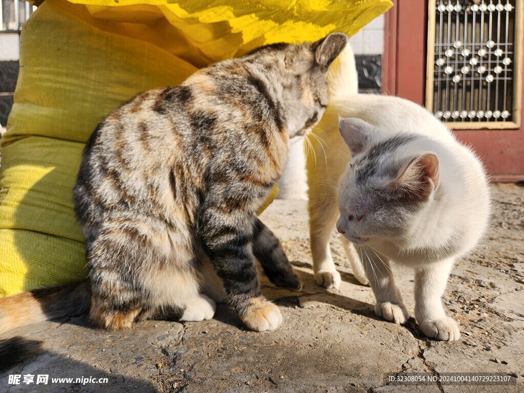 狸花猫