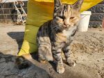 狸花猫