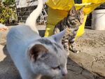 狸花猫