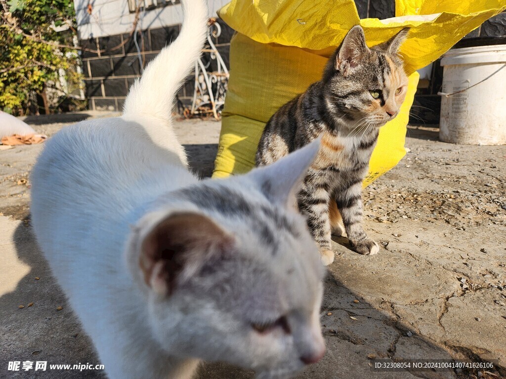 狸花猫