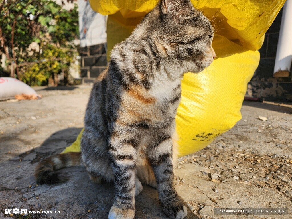 狸花猫