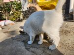 狸花猫