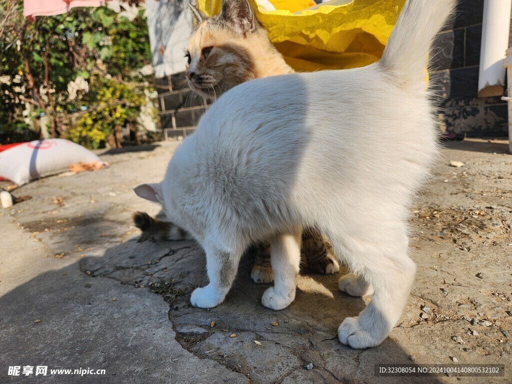 狸花猫