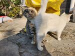 狸花猫