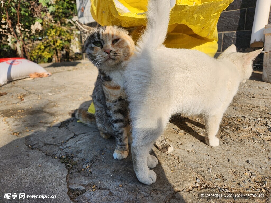 狸花猫