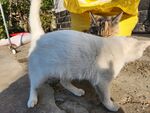 狸花猫