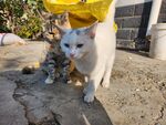 狸花猫