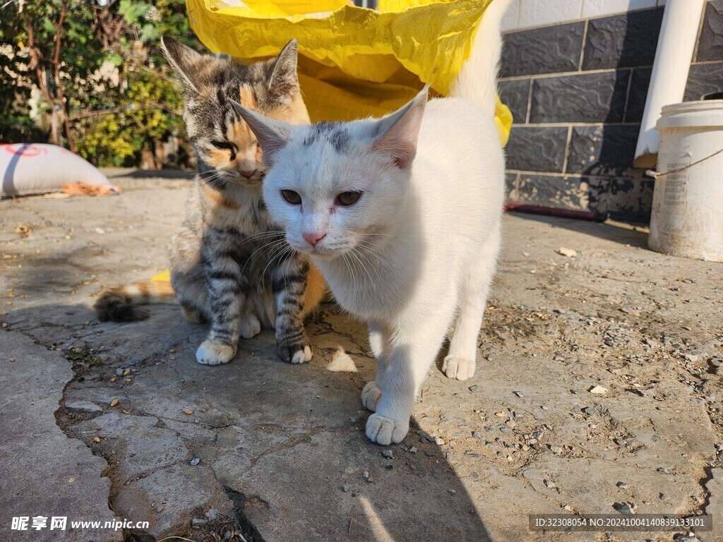 狸花猫