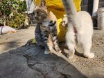 狸花猫