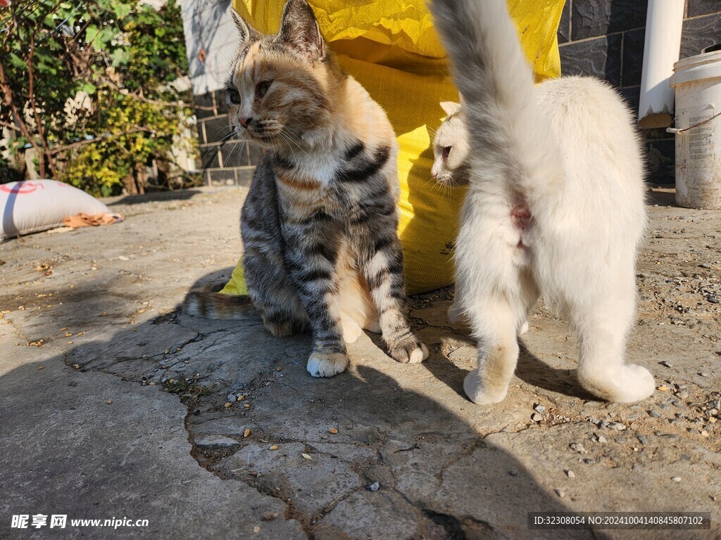 狸花猫