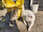 狸花猫