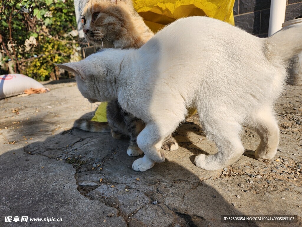 狸花猫