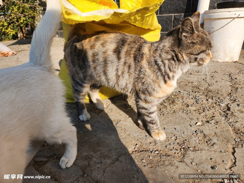 狸花猫