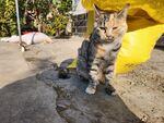 狸花猫