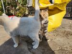 狸花猫