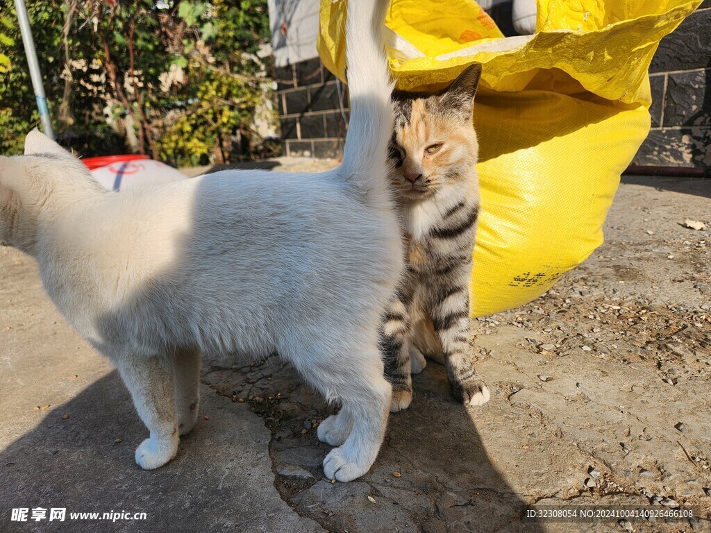 狸花猫