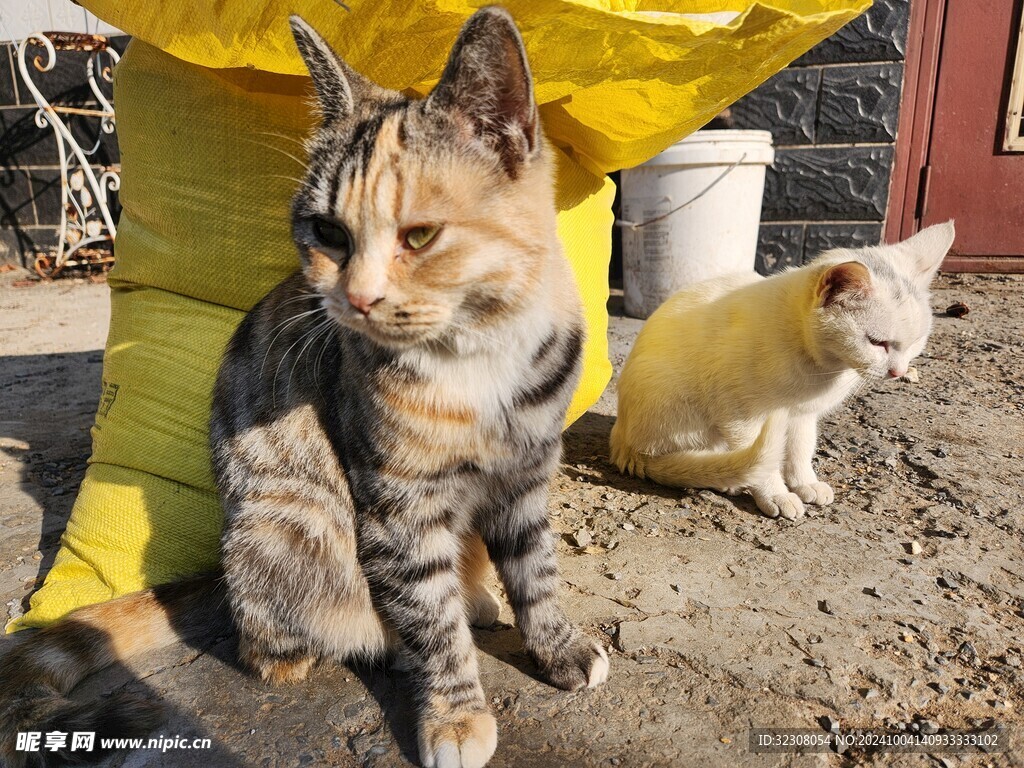 狸花猫