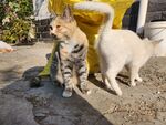 狸花猫