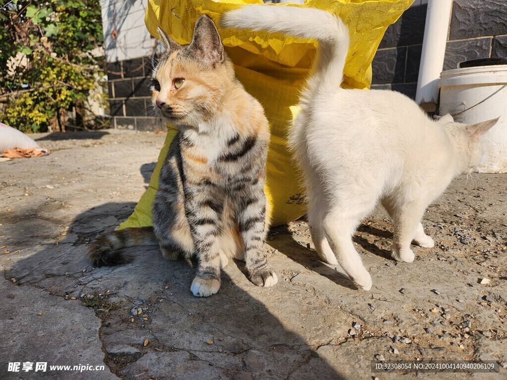 狸花猫