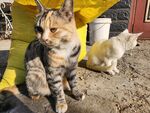 狸花猫
