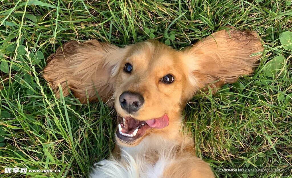 狗狗