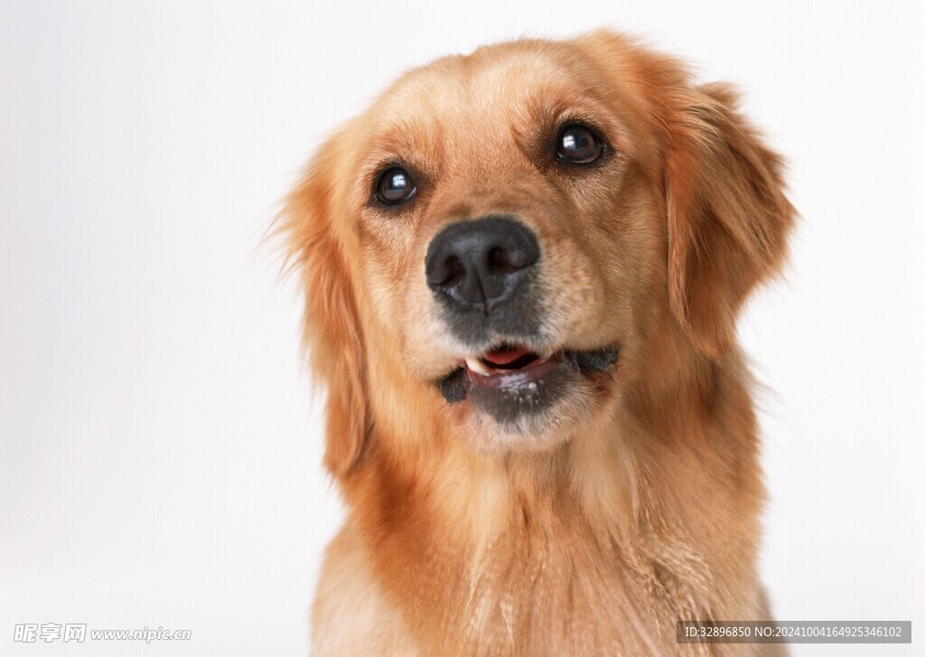 狗狗