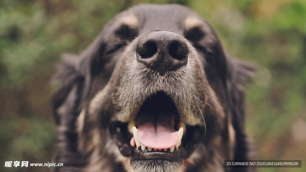 狗狗