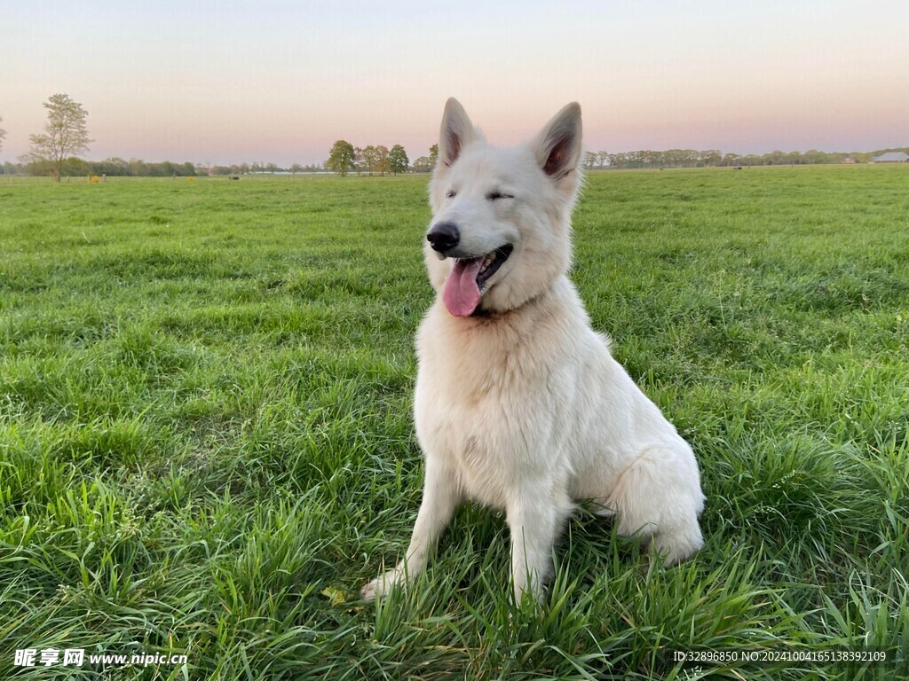 狗