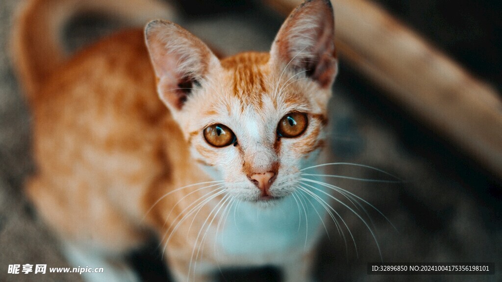 猫