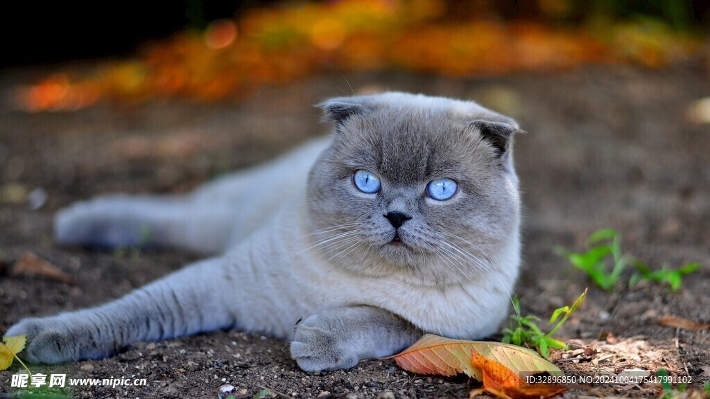 猫咪