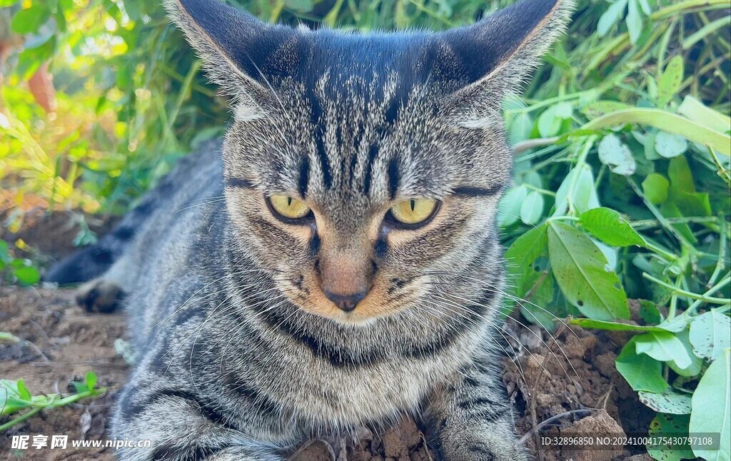 猫咪
