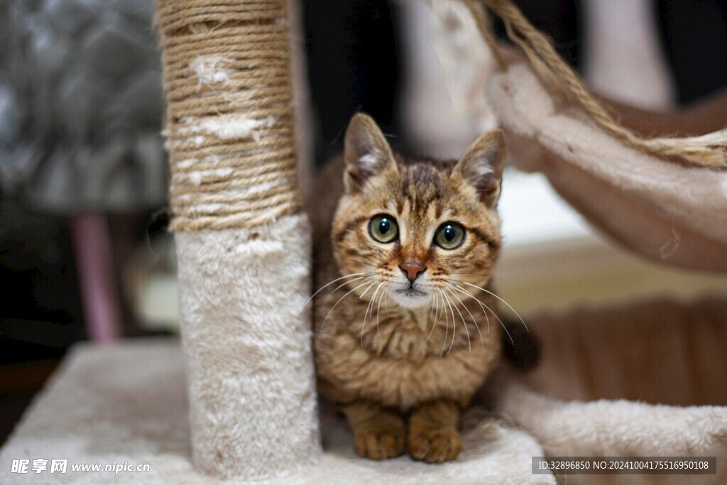 猫