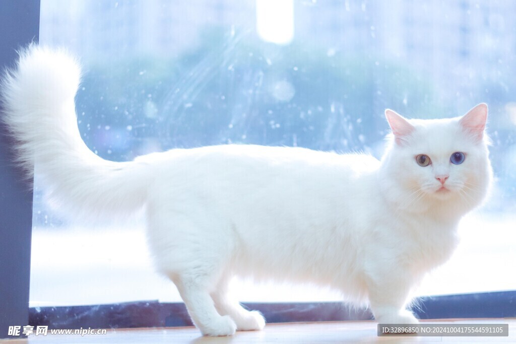 猫咪