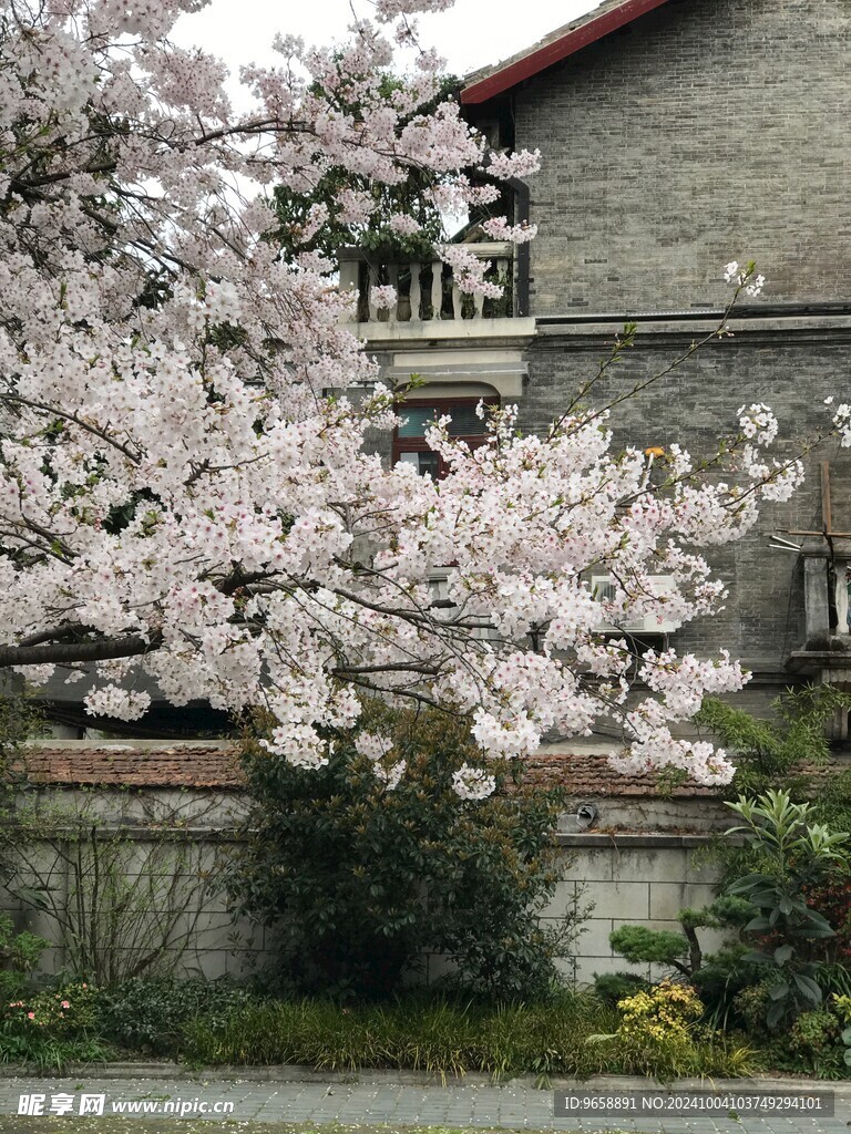 樱花树下