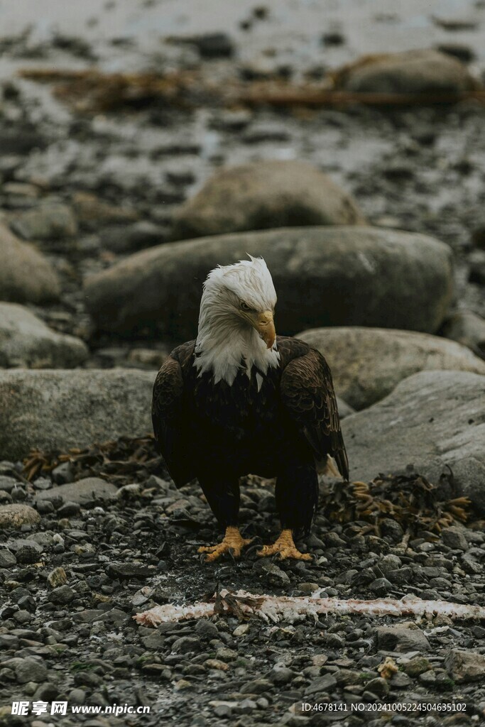老鹰