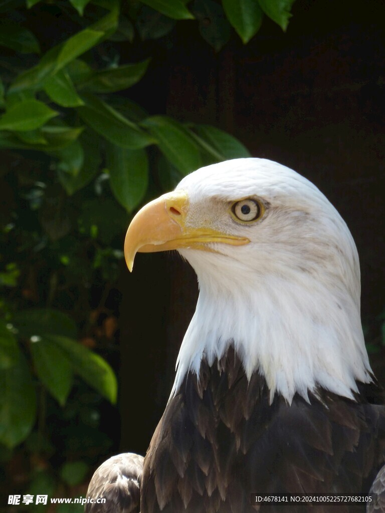 老鹰