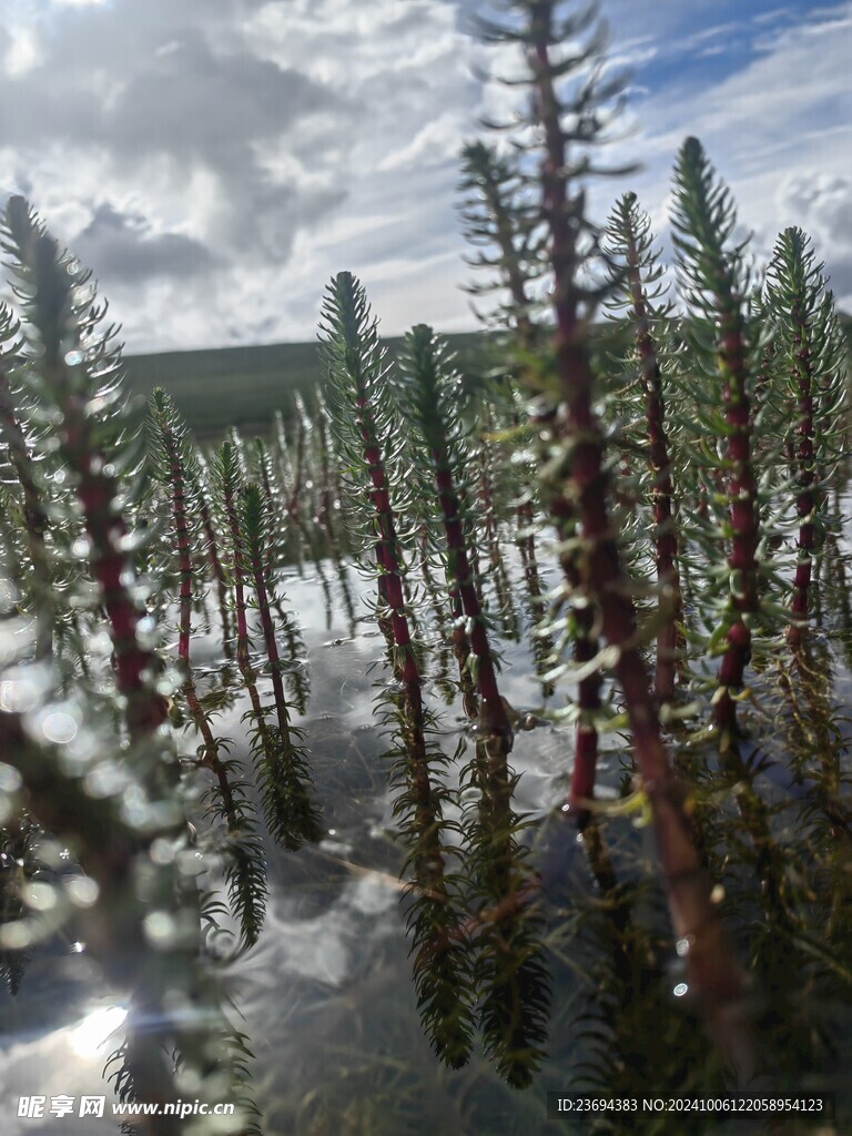 高原植物