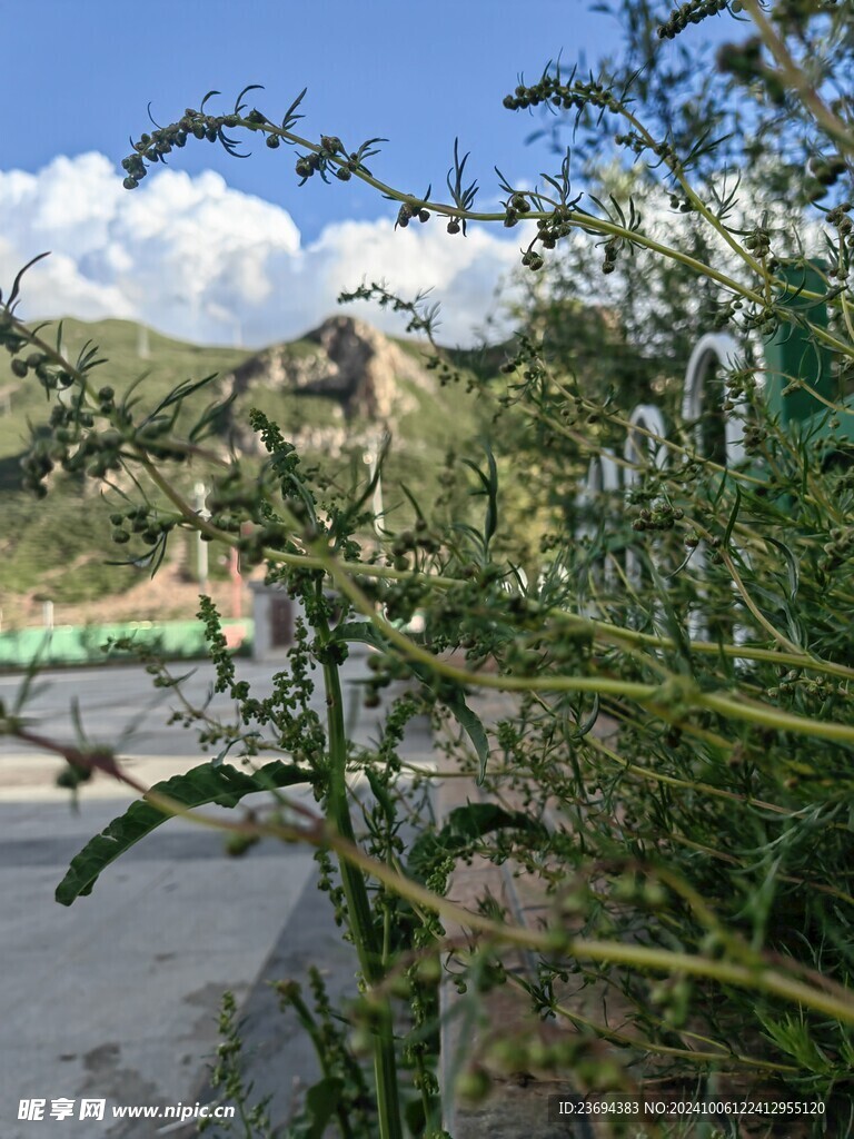 绿植 