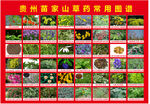 贵州 草药