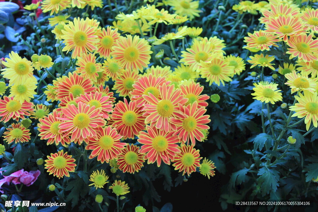 菊花