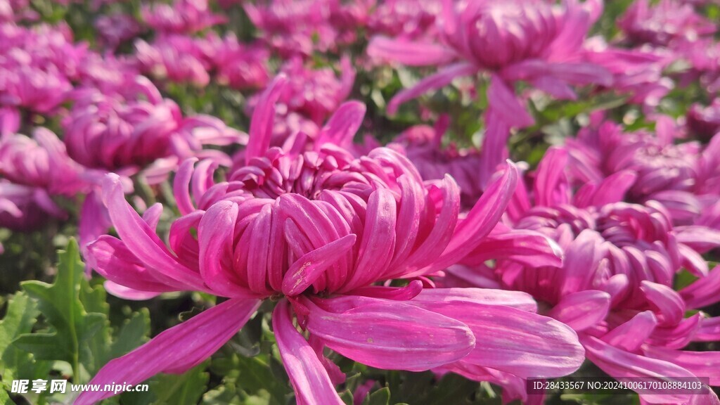 菊花