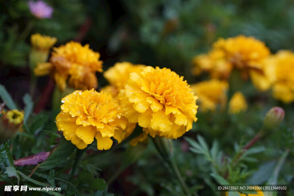 菊花
